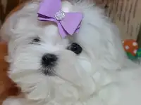 Маленькое чудо Мальтезе, фотография 3