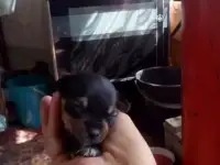 Продам породам щенков той терьера