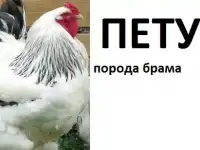 продать петуха брама