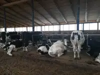 Нетели племенные голштинской породы.