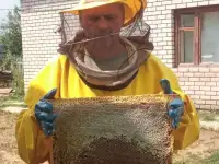 Мед в сотах на корпусной рамке