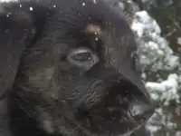 Щенки в дар
