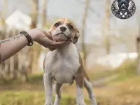 стаффордширский бультерьер, фотография 2