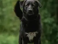 Чёрный богатырь Макс в добрые руки