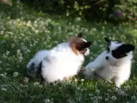 Мальчики бабочки шоу класса, фотография 5