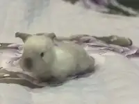 Зайчики, фотография 5