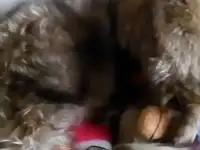 Шапки Енота, фотография 2