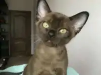 Продам Бурманские котята, фотография 4