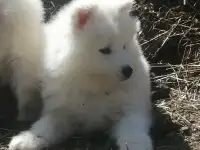 Белые облачка