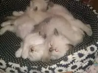 Продаю Невских Маскарадных котят., фотография 8