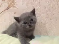 Продам британского котёнка девочку, фотография 2