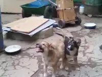 Щенки для охраны