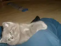 Продажа британских котят., фотография 8