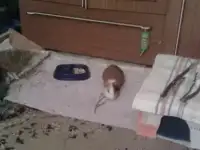 Отдам в добрые руки, фотография 4