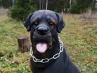 Статуэтка