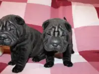 породные щенки шарпея, фотография 4