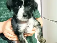 Щенки