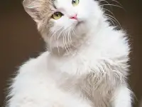 Ласковый красавчик Милош в самые добрые руки!, фотография 7