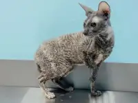 Ветеринарная клиника 