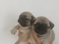 Щенки мопса