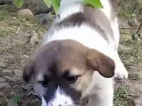 Щенок ищет дом.