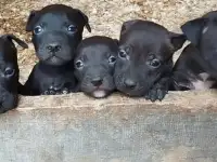 Щенки Питбуля