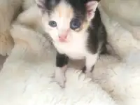 Котята Донского сфинкса, фотография 2