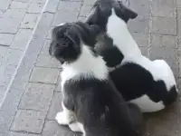 Щенки французского бульдога