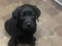 Собака