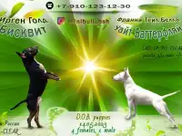 Щенки Минибультерьера