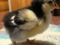Цыплят несушек продам