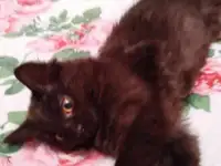 Отдам черную, бомбейскую кошечку, фотография 4