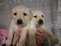Щенки лабрадора ретривера