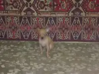 Щенок Той-терьер