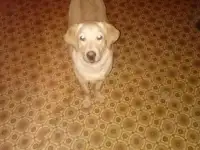 Добрая...и...ласковая...девочка, фотография 3