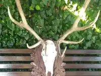 трофей