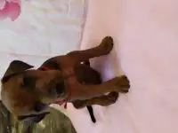 Немецкий пинчер щенки