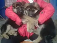 Щенки немецкой овчарки