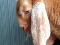 Козлик камори 50 %, фотография 3