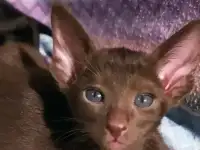 Ориентальные котята ушастики, фотография 9