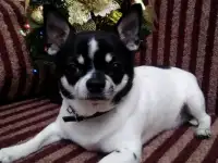 Вязка кобеля чихуахуа