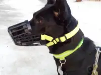 Отдам собаку в добрые руки.