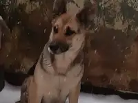 Вео