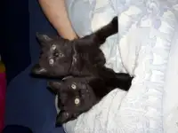 Продаю породистых вислоухих котят, фотография 2
