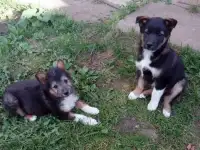 Подарю щенка