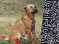 Сухарик ищет дом!, фотография 4