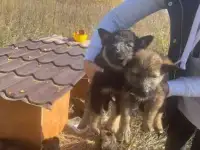 В добрые руки хорошеньких щенков