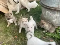 продаю щенков