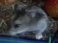 Хомячки, фотография 2