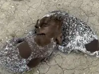 Щенки срочно!